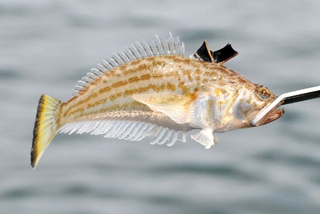 Résultat de recherche d'images pour "vive poisson"