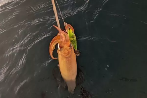 Duo De Leurres Calamars LED Pour Pêche De Nuit – ABS, 7,5 Et 9,5 Cm, Vert/rose/jaune