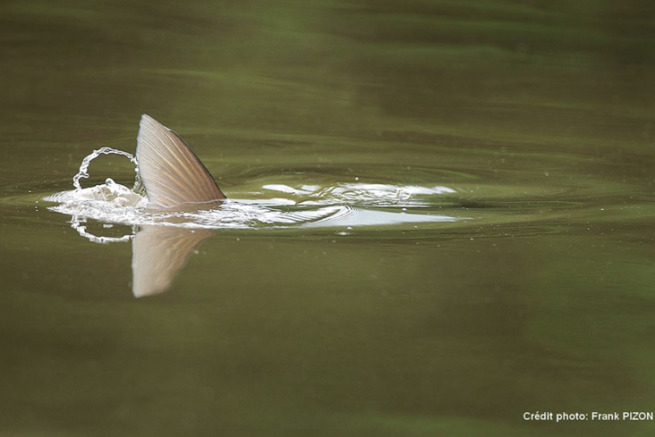 Approche Pour Pecher L Amour Blanc Le Pecheur De Carpes En Terrain Presque Familier