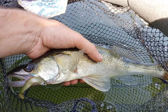 Notre sélection de leurres souples pour le black-bass | Florida Fishing