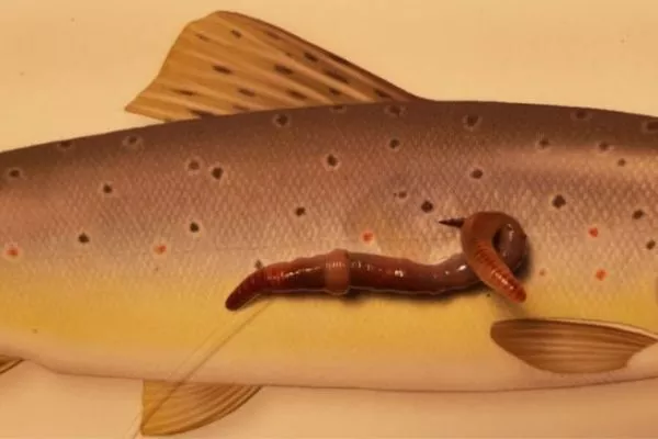 Pâte à Truite ZJchao – Flottante, 77 G, Appât Au Goût Poisson, Pour Truite Arc-en-ciel Et Saumon