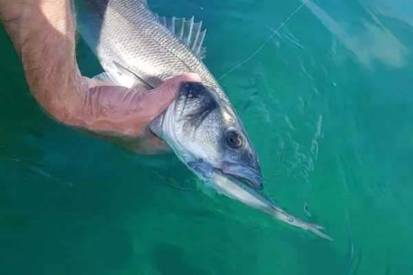 Lot 6 leurres souples Orka Fenix 9cm pêche mer rivière brochet sandre bar lieu