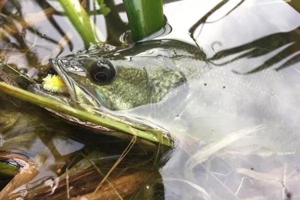 Mouches pour l'ouverture : un sedge en poil de renard - PECHE A LA MOUCHE